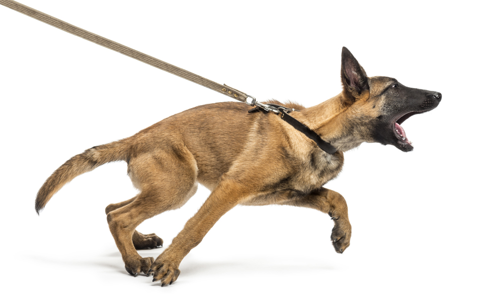 Dog reactivity sales
